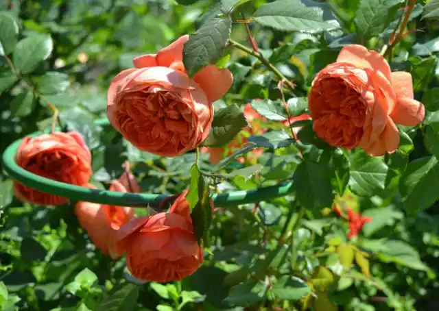 Позвольте себе удивиться «Саммер Сонг» ('Summer Song'), ведь окраска его лепестков действительно уникальна.