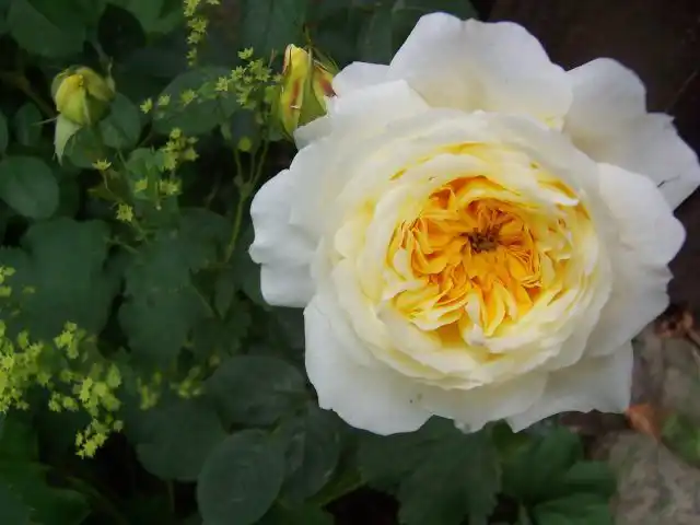 «Пилигрим» ('The Pilgrim') бесконечно нежны и необыкновенно ароматны. Они крупные, густомахровые, слегка приплюснутые помпоны.