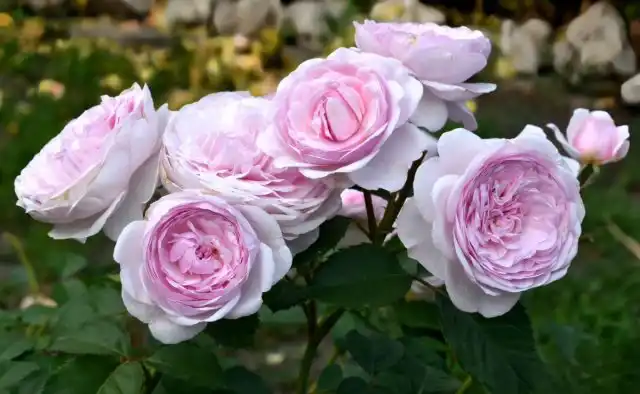 «Оливия Остин» ('Olivia Rose Austin') считается одним из лучших творений Дэвида Остина.