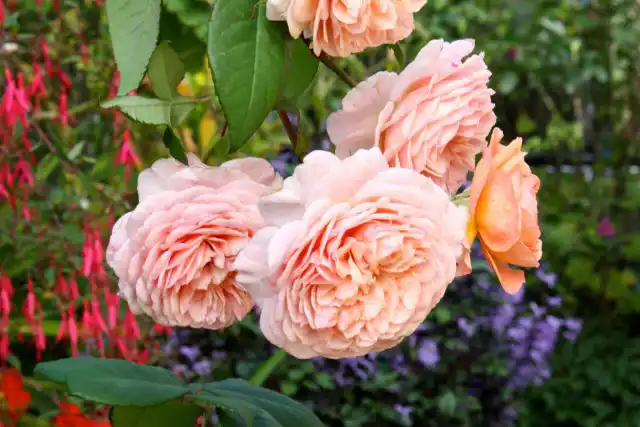 Розы очень ароматные, с редким оригинальным запахом (малина, лимон и яблоко).