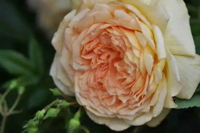 Английские мускусные розы были выведены путем скрещивания старых сортов Остина с нуазетами, гибридами, возникшими в США в начале 1800-х годов.