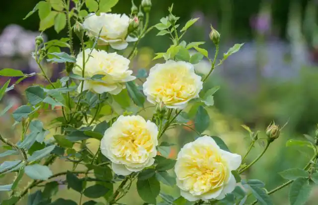 Хотя им, как и всем розам, требуется значительное количество прямого солнца ежедневно, предпочтительна защита от нашего интенсивного полуденного солнечного света.