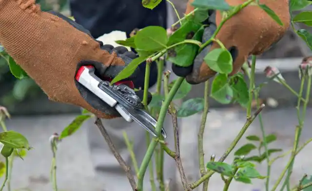 Двухлетние английские розы требуют обрезки на половину или треть, в зависимости от высоты.