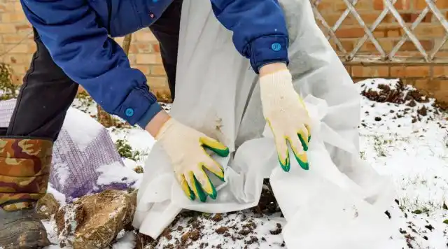 Чтобы не рисковать ценными сортами, лучше все-таки утеплить их на зиму.