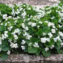 Сорт фиалки сестринской «Эльза Камбс» (Viola sororia 'Elza Cumbs')