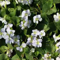 Сорт фиалки сестринской «Фреклес» (Viola sororia 'Freckles')