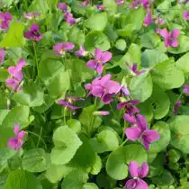 Сорт фиалки сестринской «Рубра» (Viola sororia 'Rubra')