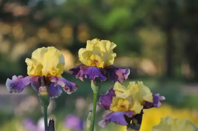 Первыми на своем плане разместите растения с красивыми декоративными листьями – они станут основой заполнения участка и гарантом его декоративности в течение всего сезона. Это могут быть крупные хосты, клопогоны, папоротники, роджерсии, ирисы сибирские, анемон японский