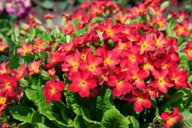 На переднем плане расположите низкорослые и почвопокровные культуры: примулы, алиссум, очитки, живучки, маргаритки, фиалки