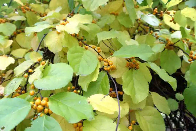 Древогубец (Celastrus) не просто так носит такое предупреждающее название. Его длинные побеги крепко обвивают опору, не давая деревцу нарастать в ширину и нормально транспортировать питательные вещества