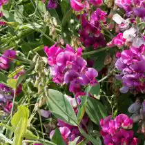 Чина широколистная (Lathyrus latifolius)