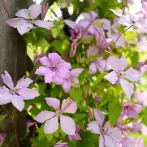 Клематисы (Clematis)
