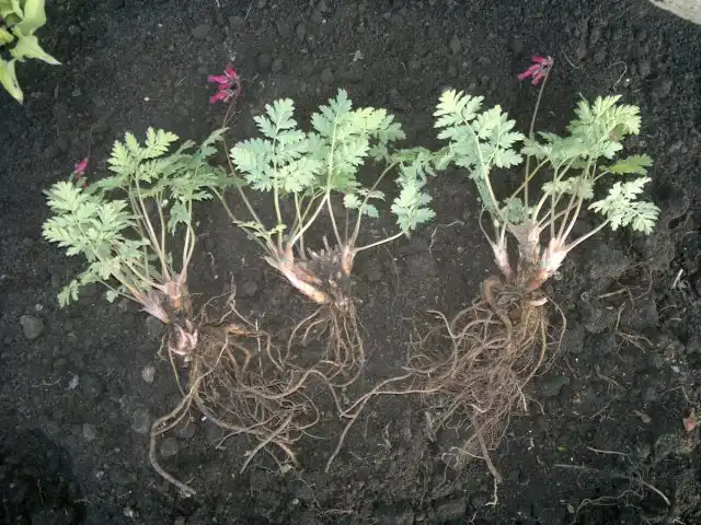 Идеальное время для деления кустов дицентры – сразу после цветения, когда растение начало отмирать