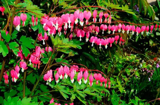 Народное название дицентры происходит от формы необычных пухлых цветков, похожих на сердечки, увенчанных контрастным лепестком, свисающим с основания