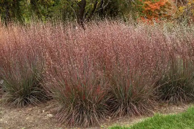 Бородач Жерара (Andropogon gerardii)