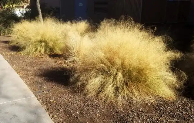 Мюленбергия волосовидная (Muhlenbergia capillaris)