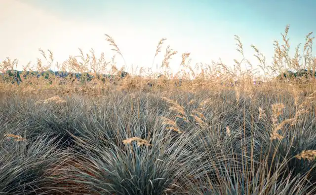 Овсец вечнозеленый (Helictotrichon sempervirens)
