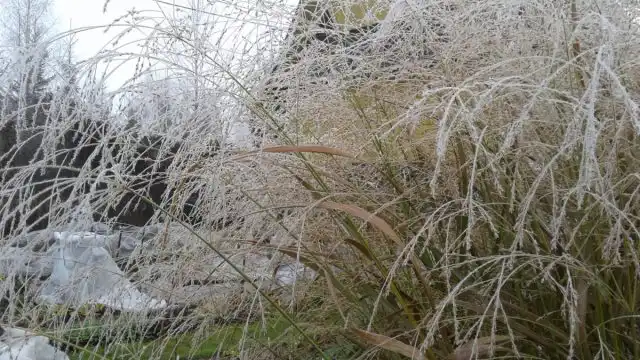 Просо прутьевидное (Panicum virgatum)