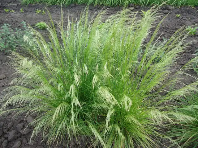 Щучка дернистая (Deschampsia cespitosa)