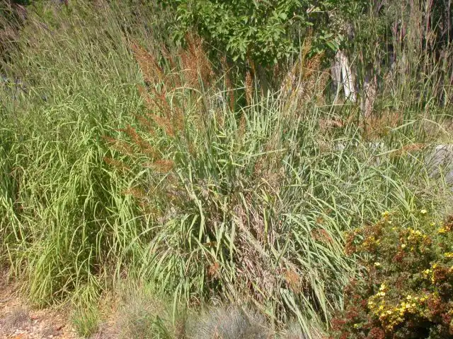 Сорговник поникающий (Sorghastrum nutans)