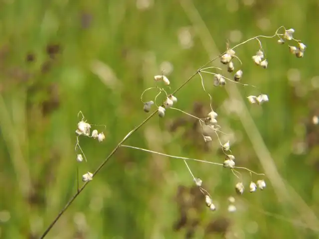 Трясунка средняя (Briza media)