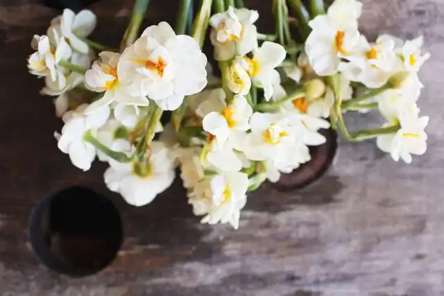 Многоцветковый нарцисс "Чирфулнесс" ('Cheerfulness').