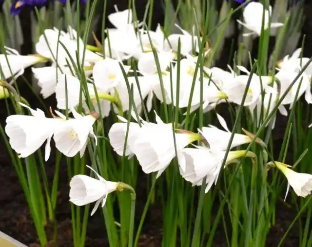 Нарцисс-юбочник "Уайт Петтикоат" ('White Petticoat').