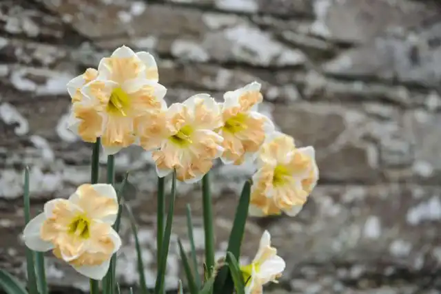 Нарцисс с разрезной короной "Кум Лауде" ('Cum Laude').