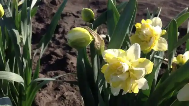 Махровый нарцисс "Вэйв" ('Wave').