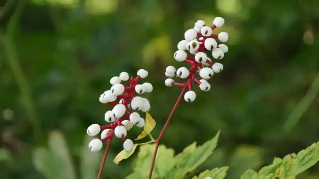 Воронец, или клопогон толстоножковый «Мисти Блу» представляет собой многолетник, который завязывает характерные кисти белых ягод на ярко-красных цветоножках