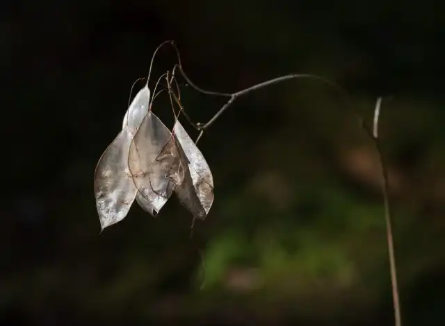 Лунария (Lunaria rediviva) дает очень красивые серебристо-белые полупрозрачные стручки овальной формы