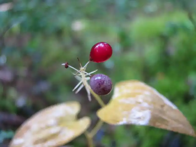 Майник двулистный весной радует красивым белым цветением очень светлыми колосками, за которыми следуют небольшие гроздья белых ягод, которые при полном созревании становятся красными