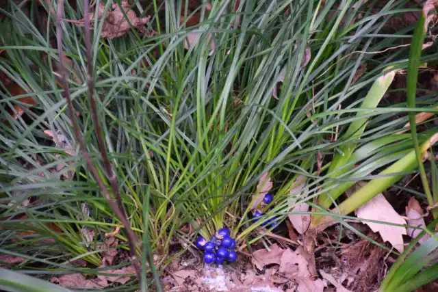 Офигопон цветет белыми или розоватыми цветками, которые сменяются небольшими очень декоративными бирюзово-синими плодами