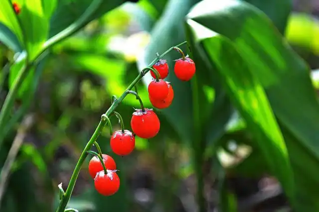 Цветет ландыш в мае, а ягодки украшают растение практически все лето. Плоды ландыша очень ядовиты!