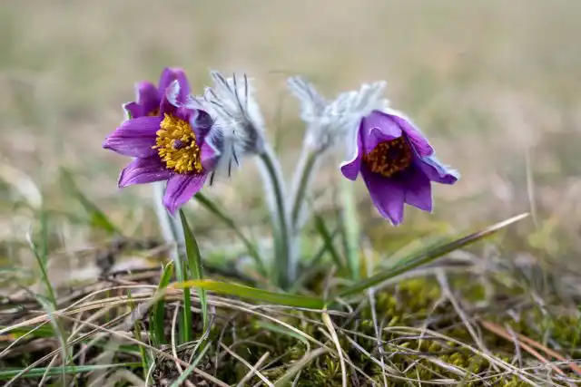 Прострел обыкновенный (Pulsatilla vulgaris), дриада (Dryas), клематис и некоторые гравилаты (Geum) дают перистые семянки с очень естественным и воздушным видом