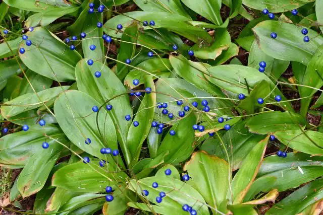 Темно-синие вытянутые ягоды клинтонии созревают в конце июля-сентябре