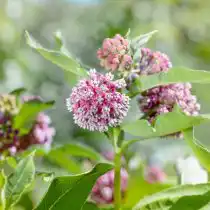 Ваточник сирийский (Asclepias syriaca)
