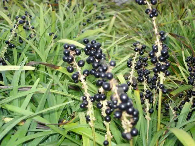 Летом на лириопе появляются колосовидные соцветия состоящие из мелких пурпурных цветков, за которыми следуют пурпурно-черные шаровидные ягодки