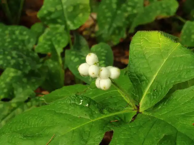 Трехкосточник перистонадрезанный — малоизвестный китайский лесной многолетник, который завязывает удивительные белые опушенные плоды
