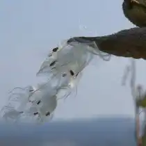 Созревая, коробочки раскрываются и выпускают семена с белым пухом