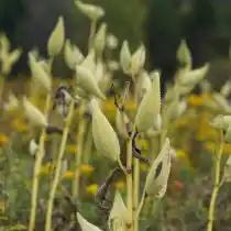 Коробочки ваточника сирийского напоминают ракушку или попугая