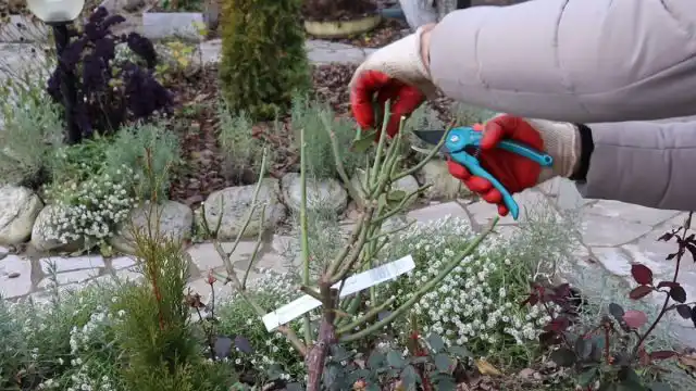 Перед укрыванием розы нужно обрезать. Эту процедуру начинают только тогда, когда придёт устойчивая прохладная погода с температурами не выше +5 градусов