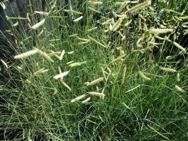 Благодаря небольшому размеру этот злак может расти в садах любого размера. В отличие от некоторых других злаков он держит форму кочки и не разбегается в стороны