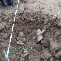 Под саженцы выкапывается яма, примерно, по 50 см в ширину и глубину. Её дно рыхлится и, при необходимости, закладывается дренажный слой