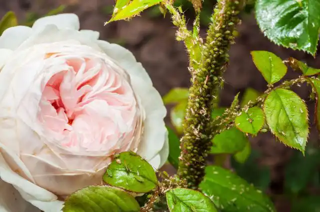 На наличие незваных гостей указывают маленькие проколы на разных частях цветов, отмирание листьев, пятна, усыхание, липкий блестящий налёт и бурые наросты на листьях и стебле.