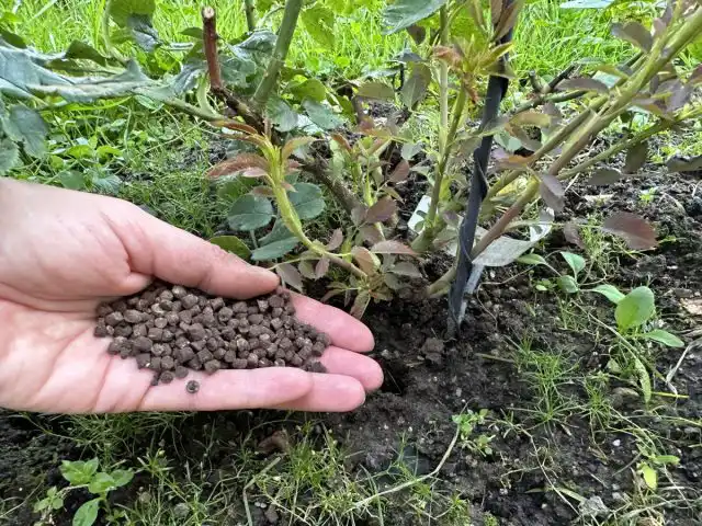 Гуминовые удобрения помогают розам цвести дольше и пышнее, чтобы украшать ваш любимый сад.