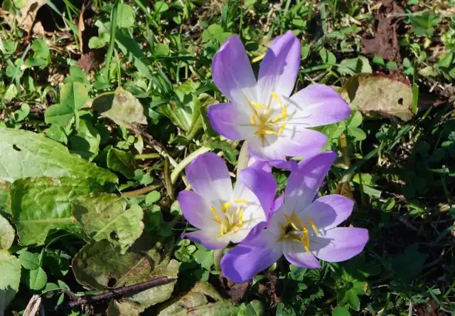 Безвременник «Лилак Вондер» (Colchicum hybridum 'Lilac Wonder') имеет аметистовый оттенок с белыми линиями в центре и очень обильно цветет