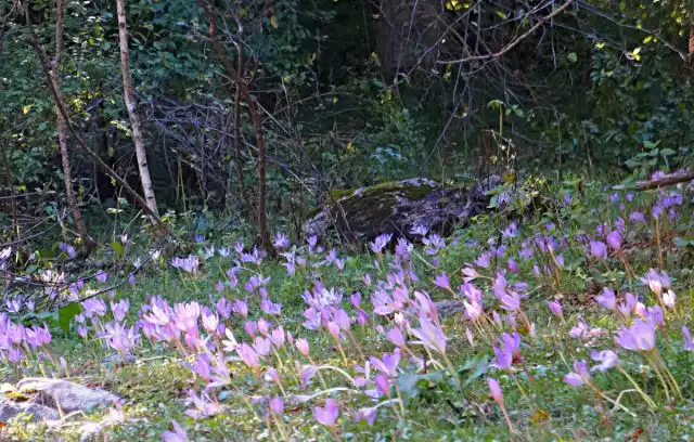 Безвременники быстро разрастаются и легко натурализуются