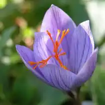 Крокус «Аино» (Crocus speciosus 'Aino')