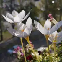 Крокус «Альбус» (Crocus speciosus ‘Albus’)